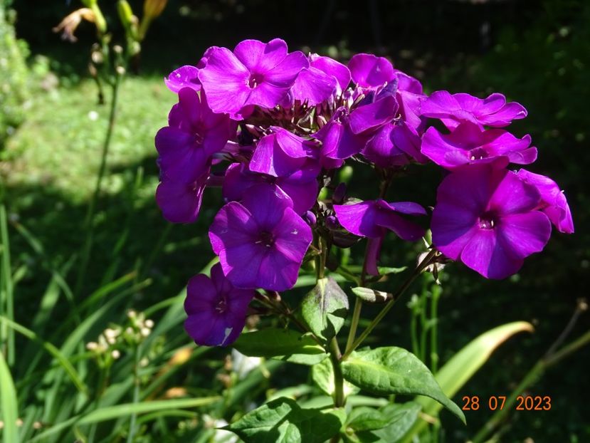  - Phlox 2023