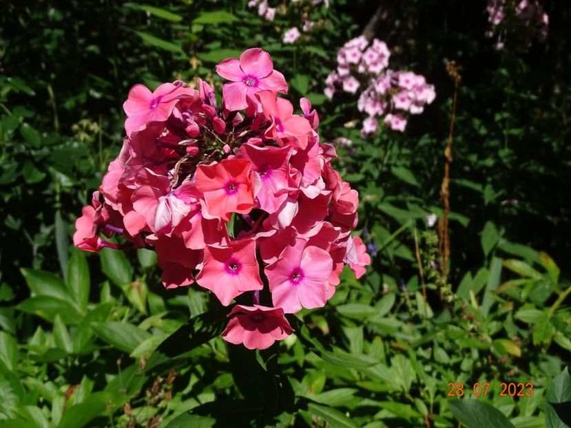  - Phlox 2023