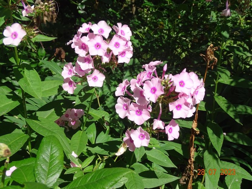  - Phlox 2023
