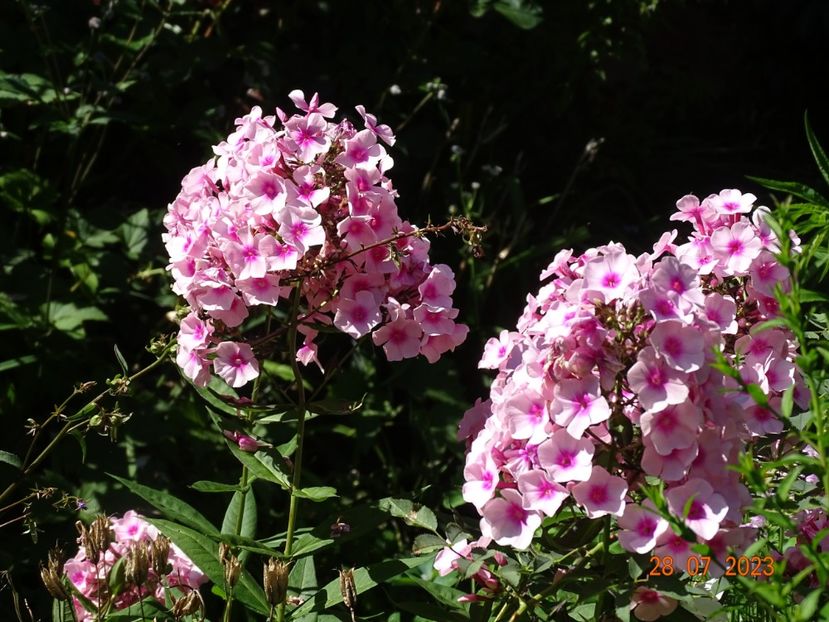  - Phlox 2023