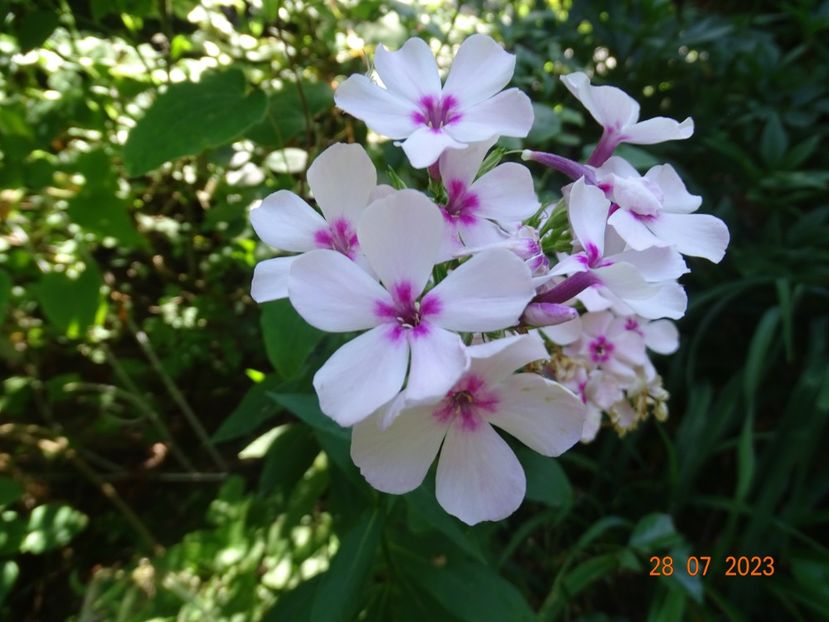  - Phlox 2023