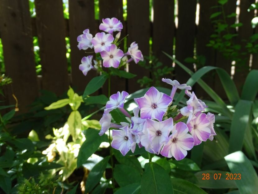  - Phlox 2023