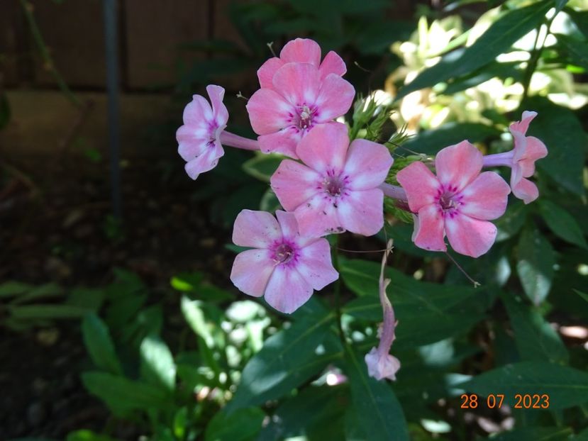  - Phlox 2023