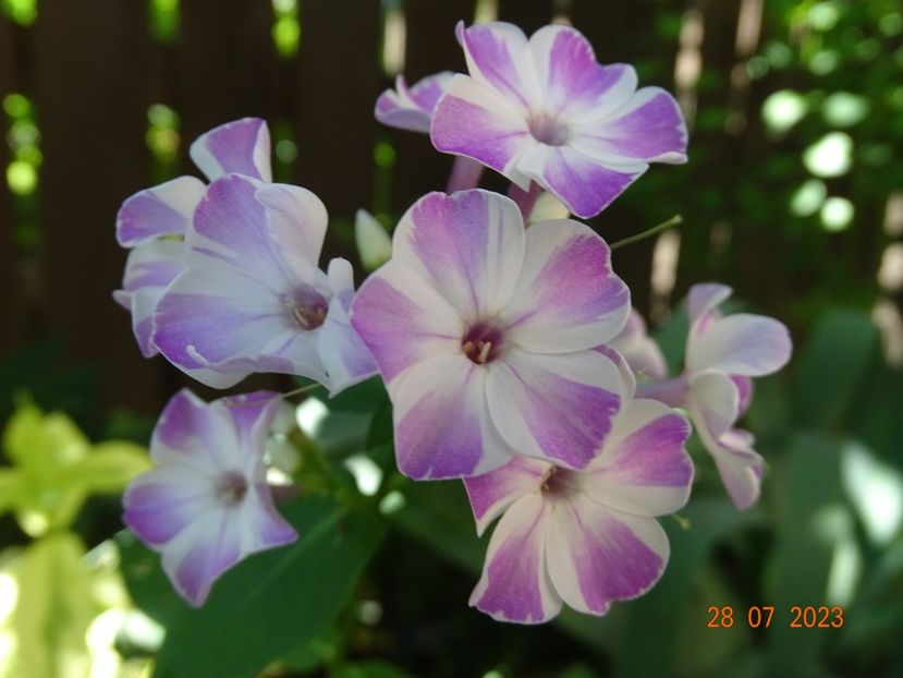  - Phlox 2023