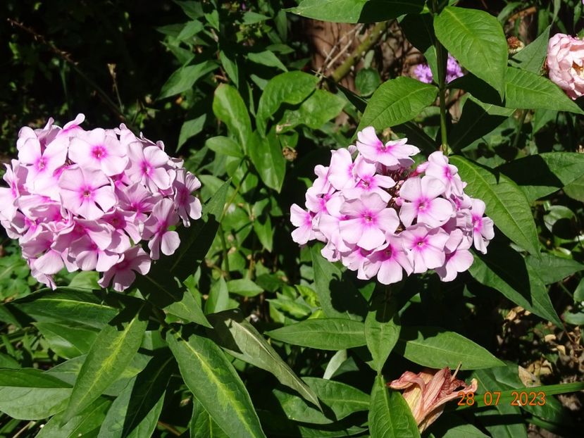  - Phlox 2023