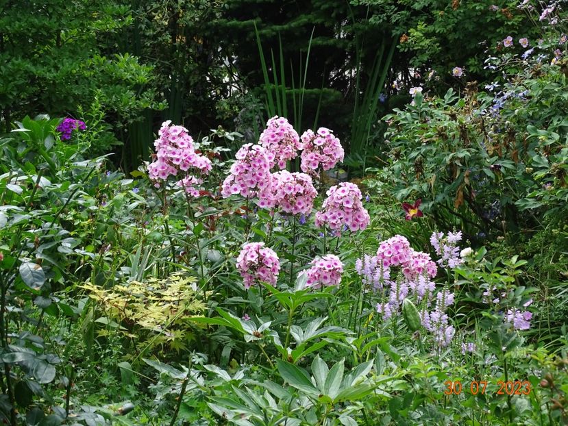  - Phlox 2023