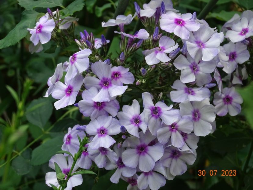  - Phlox 2023