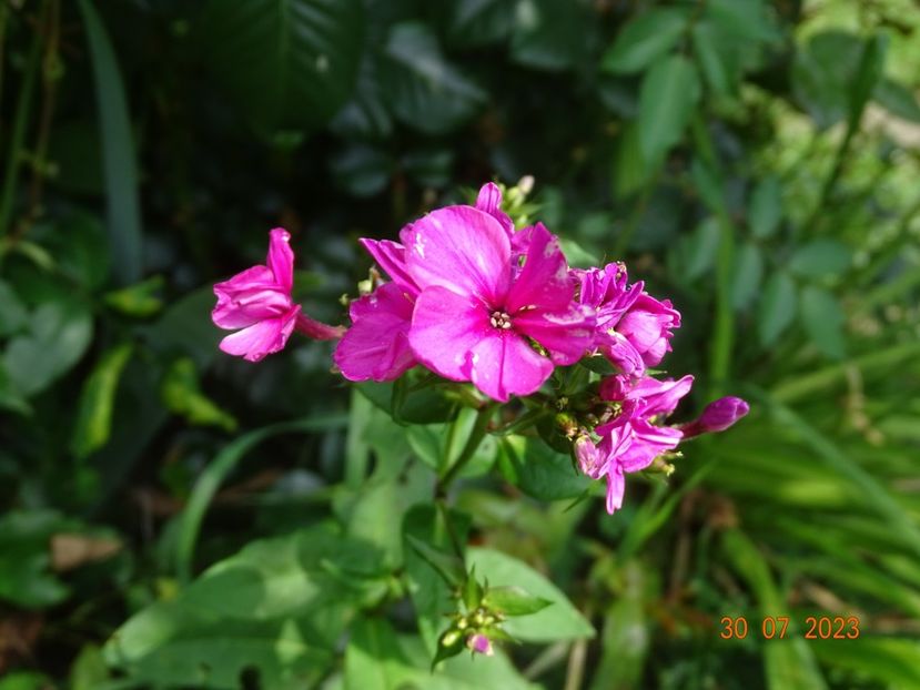  - Phlox 2023