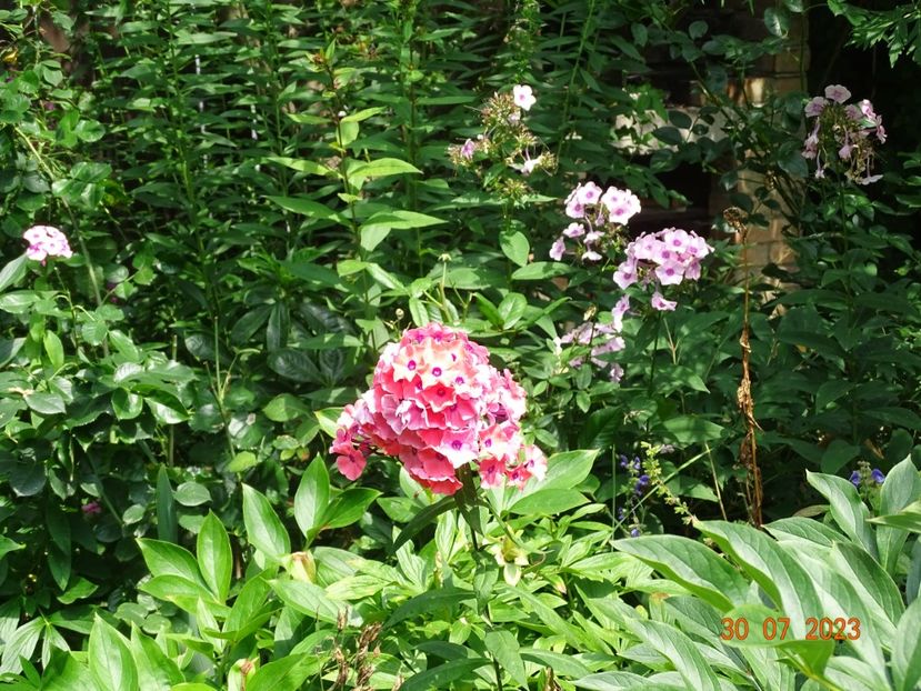  - Phlox 2023