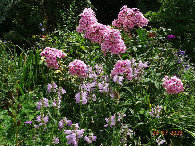  - Phlox 2023