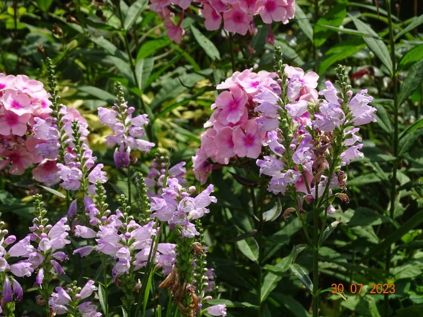  - Phlox 2023