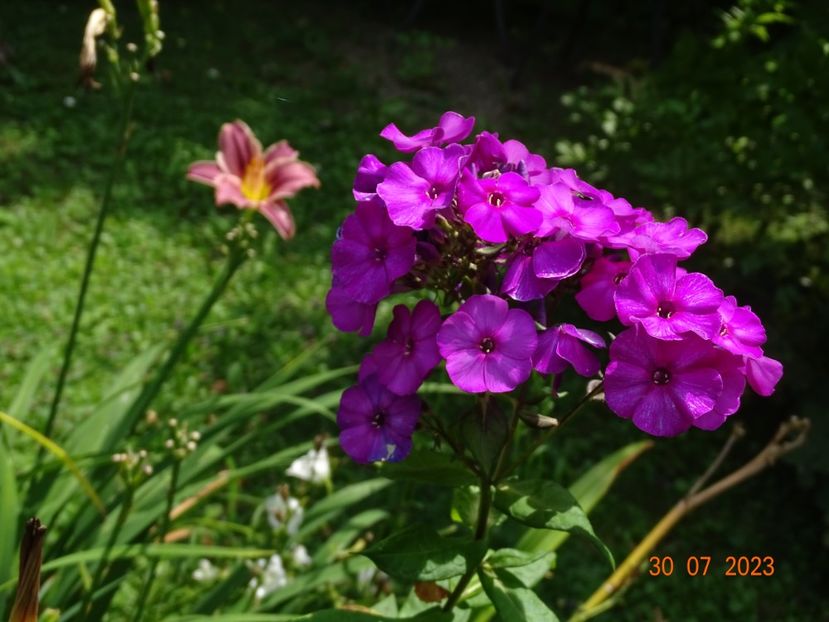  - Phlox 2023