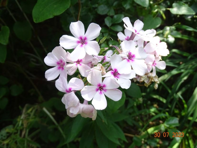  - Phlox 2023