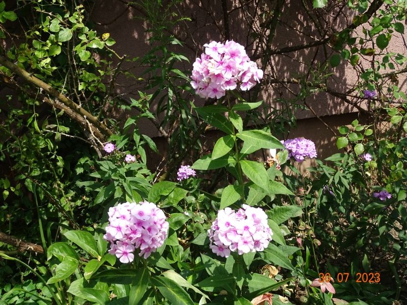  - Phlox 2023