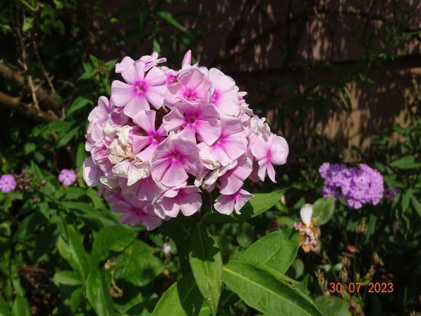  - Phlox 2023