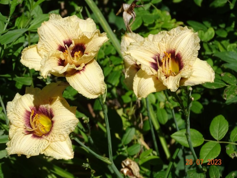  - Hemerocallis 2023