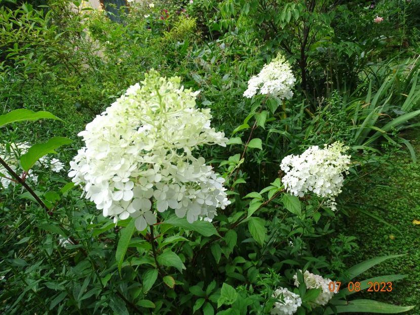  - Copacei si arbusti 2023