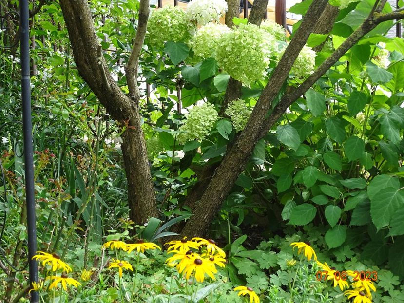  - Copacei si arbusti 2023