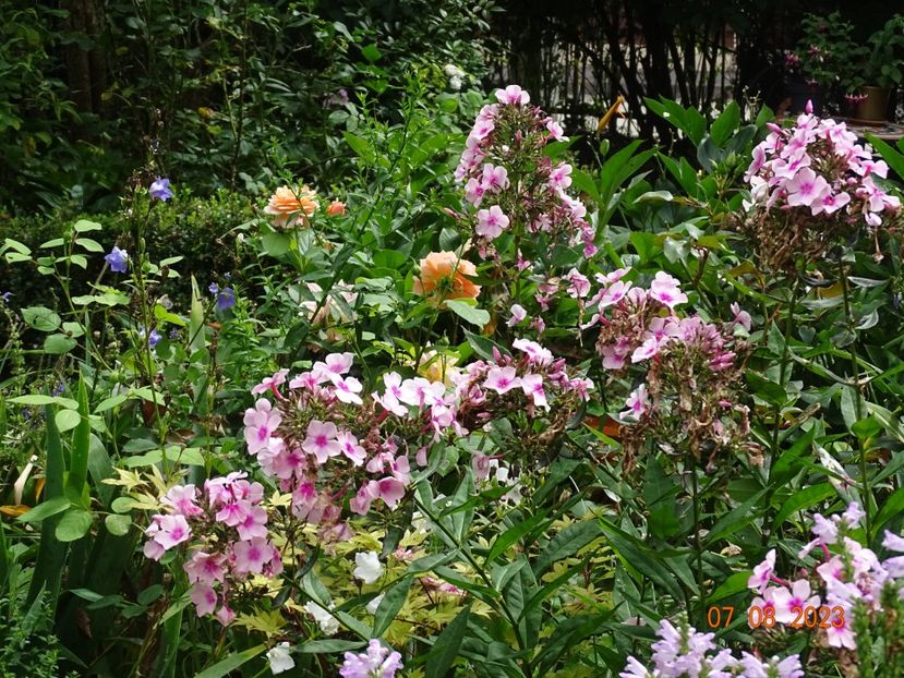  - Phlox 2023
