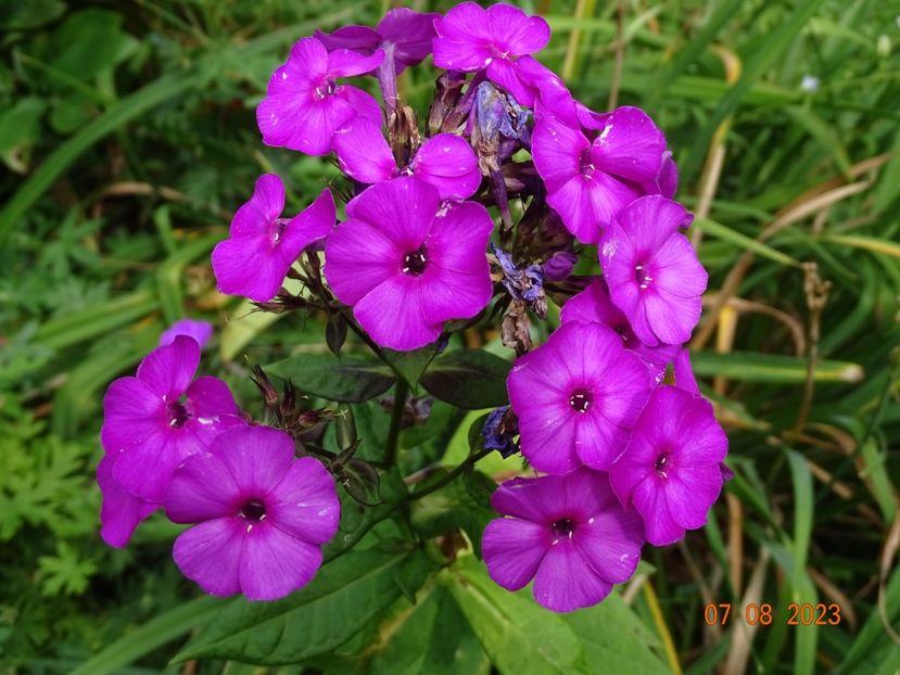 - Phlox 2023
