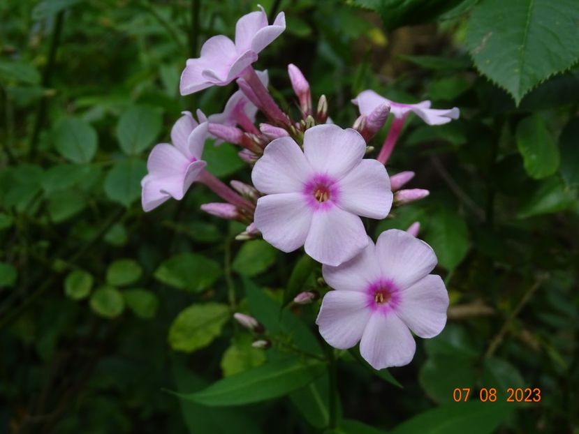  - Phlox 2023