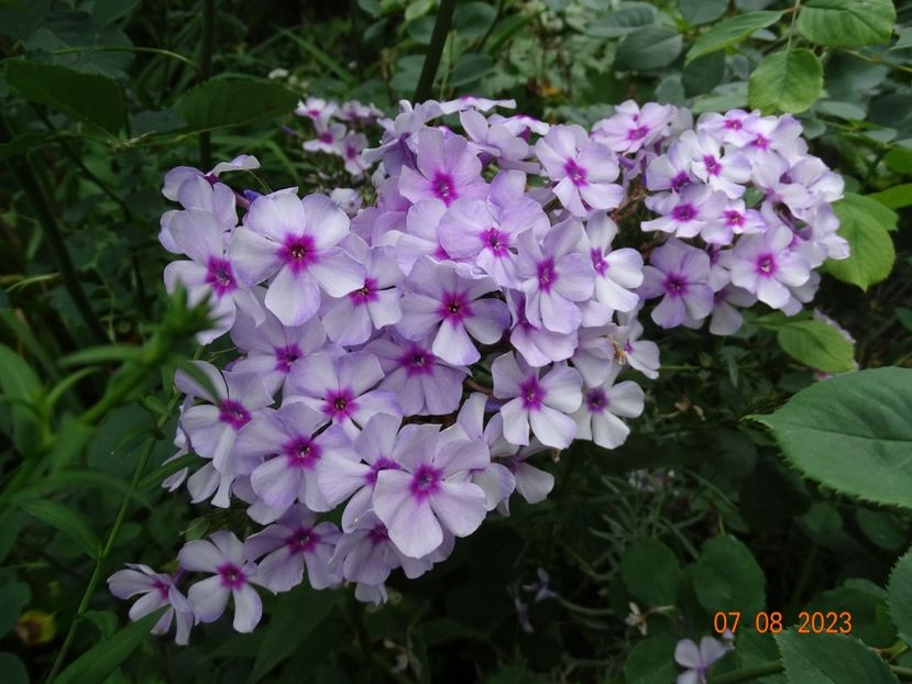  - Phlox 2023