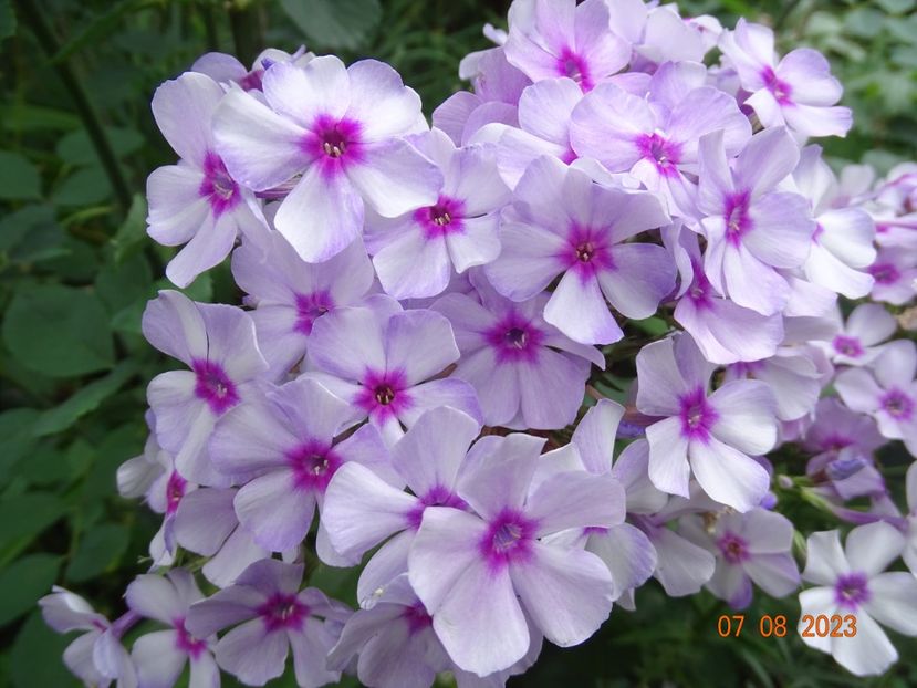  - Phlox 2023