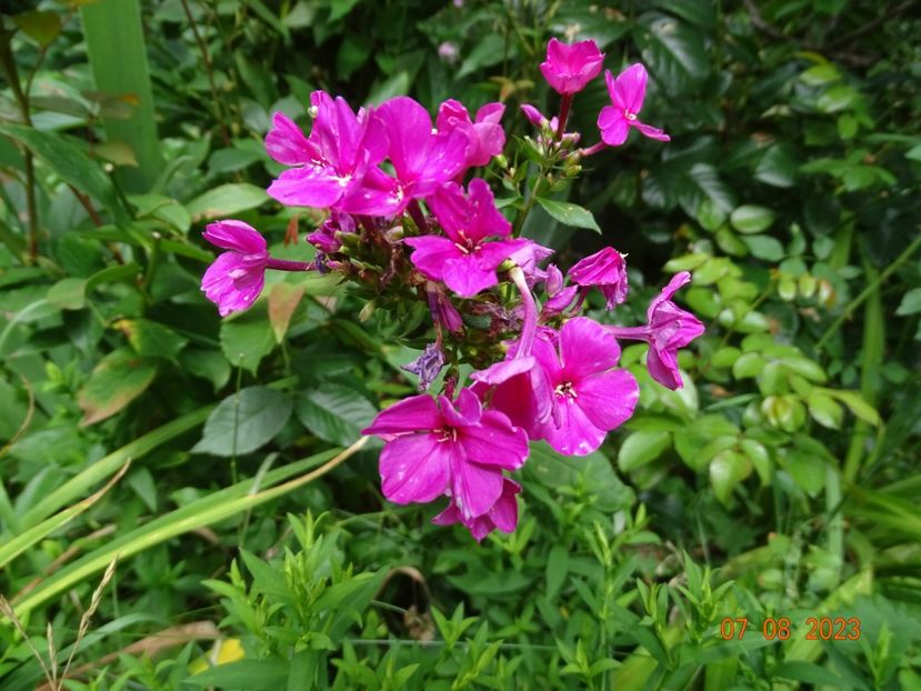  - Phlox 2023