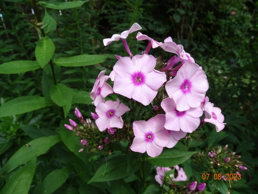  - Phlox 2023