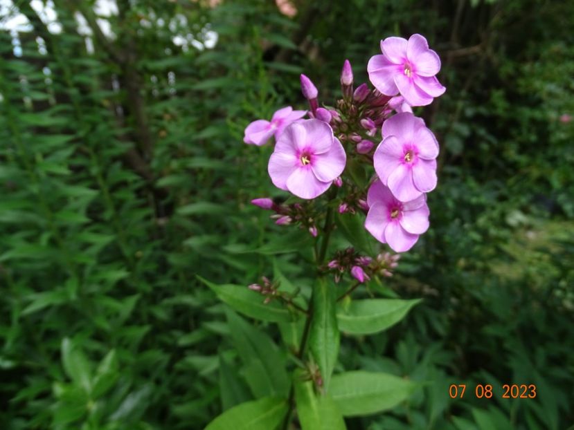  - Phlox 2023