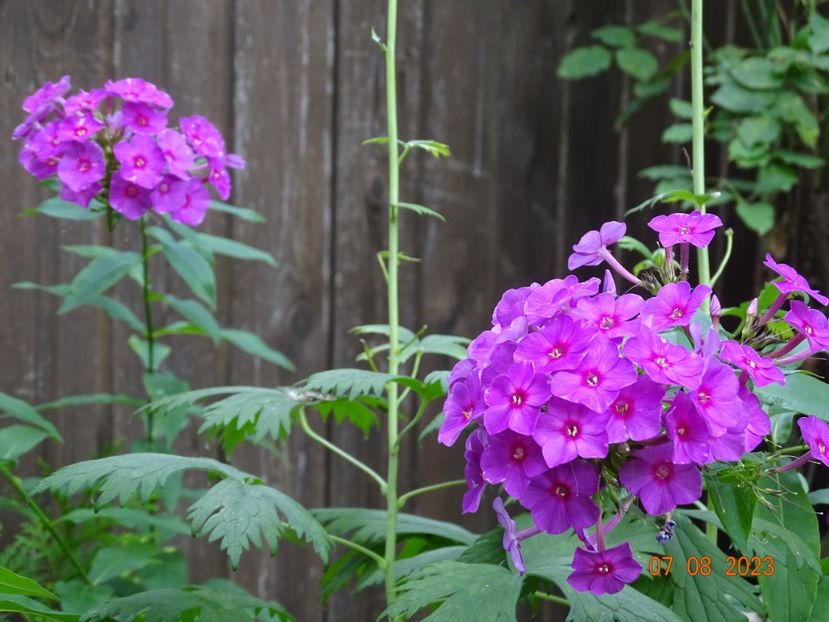  - Phlox 2023