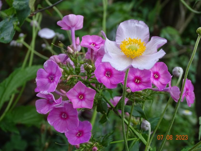  - Phlox 2023