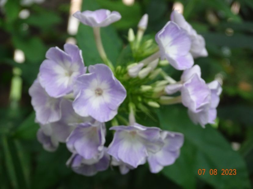  - Phlox 2023