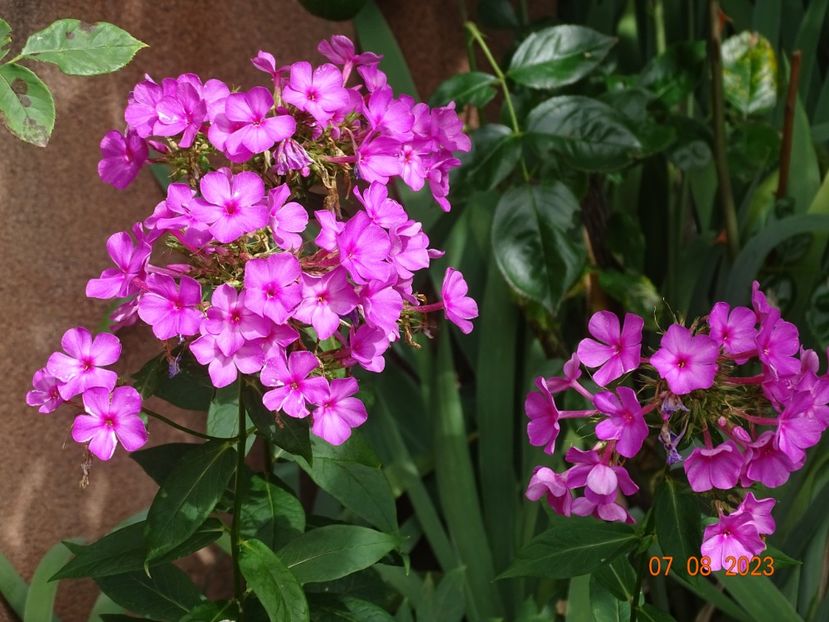  - Phlox 2023