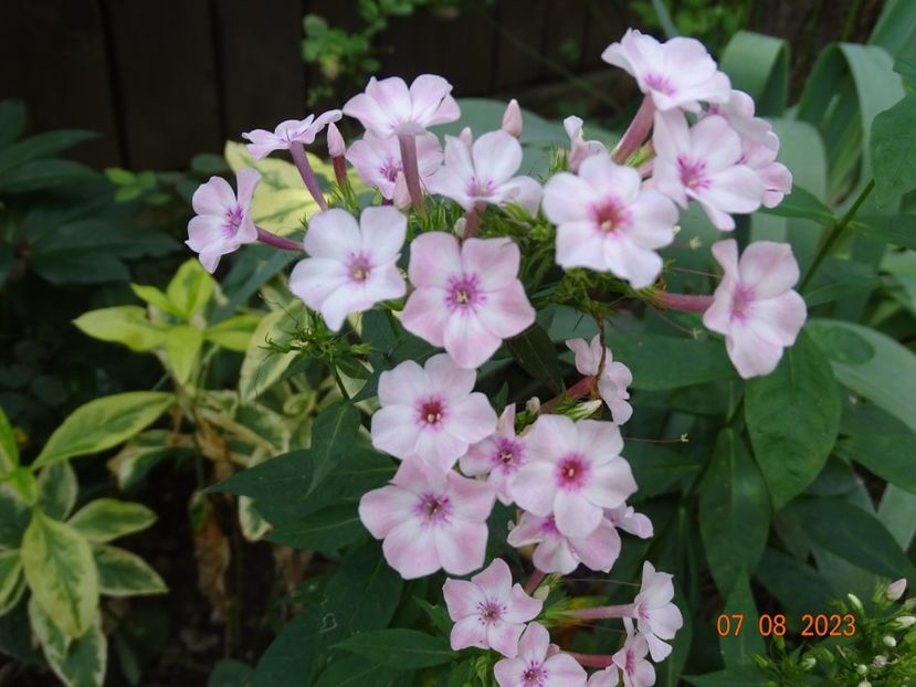  - Phlox 2023