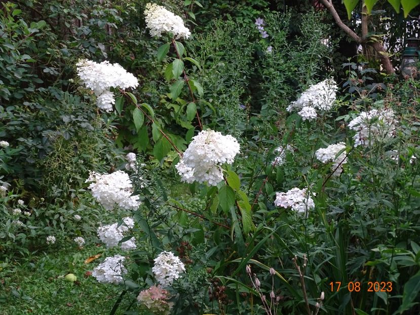  - Copacei si arbusti 2023