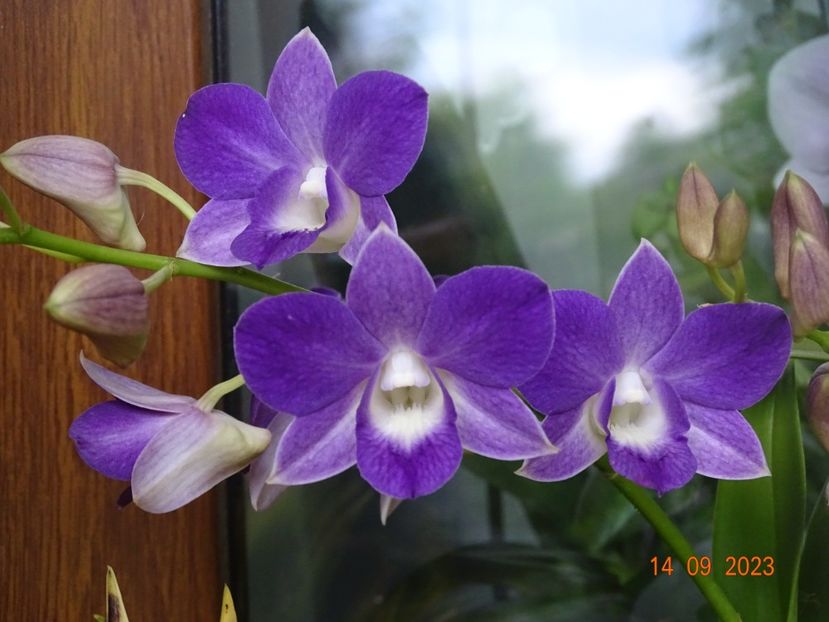  - Orhidee