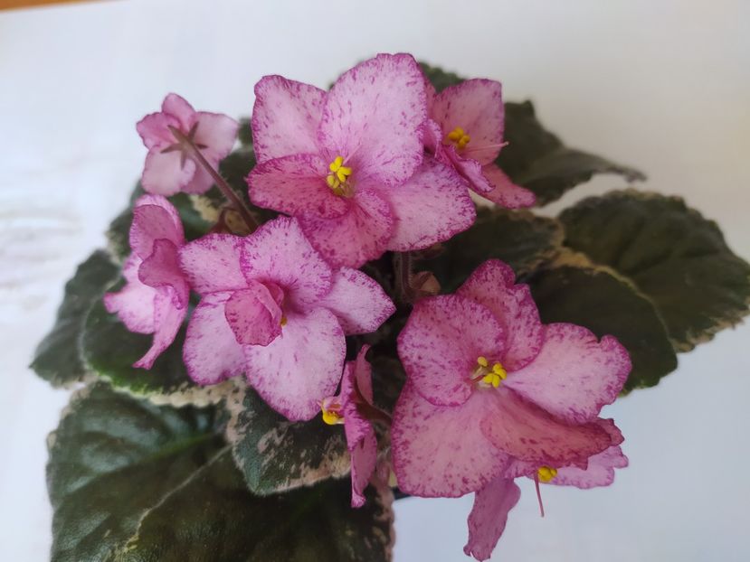 18 septembrie 2023 - Buckeye Cherry Freckles