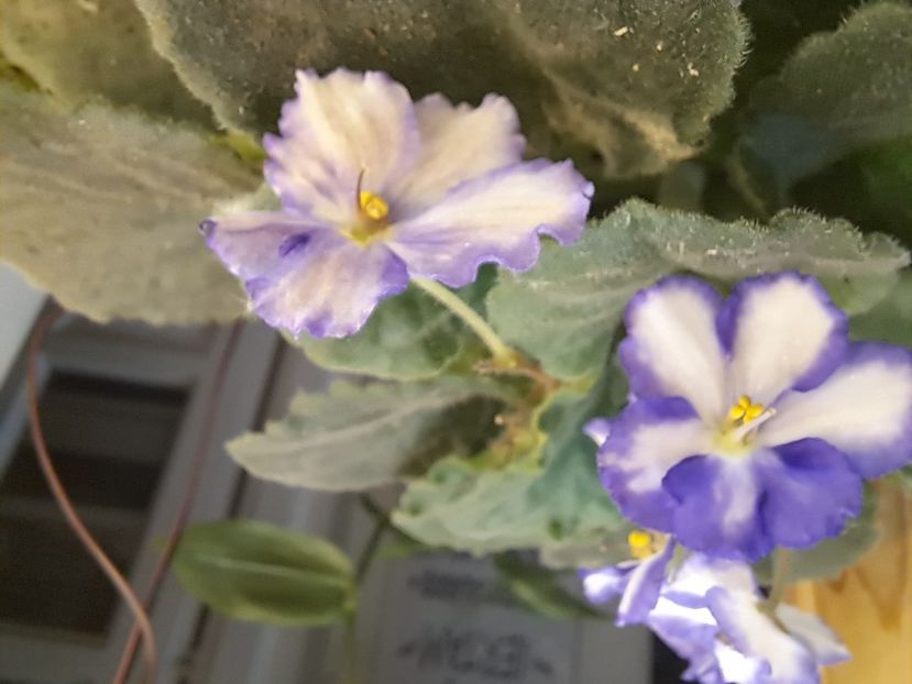  - Violeta Optimara Chico sport?