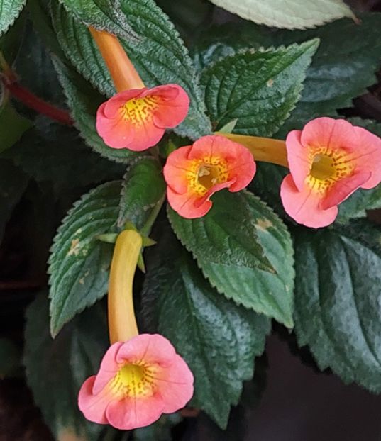  - AAA RIZOMI ACHIMENES DISPONIBILI -2023