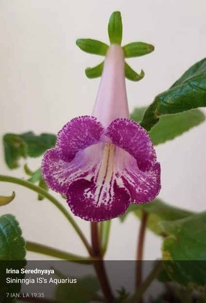  - Din gradina altor iubitori de floricele