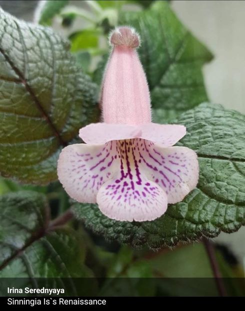  - Din gradina altor iubitori de floricele