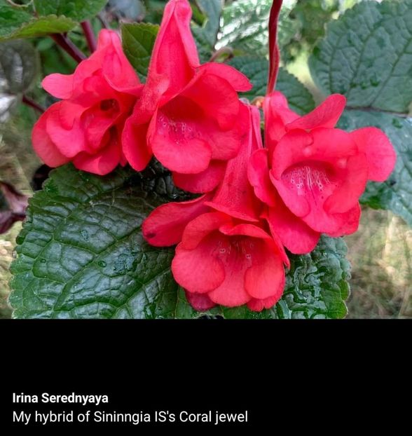  - Din gradina altor iubitori de floricele