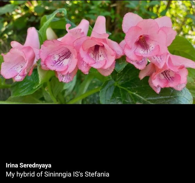  - Din gradina altor iubitori de floricele