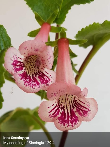  - Din gradina altor iubitori de floricele