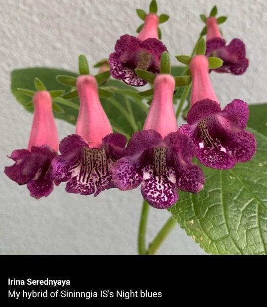  - Din gradina altor iubitori de floricele