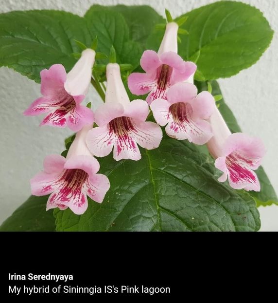  - Din gradina altor iubitori de floricele