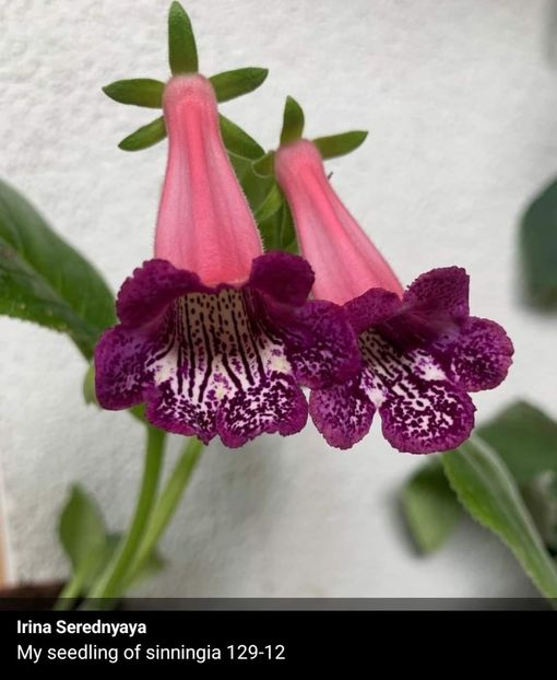  - Din gradina altor iubitori de floricele