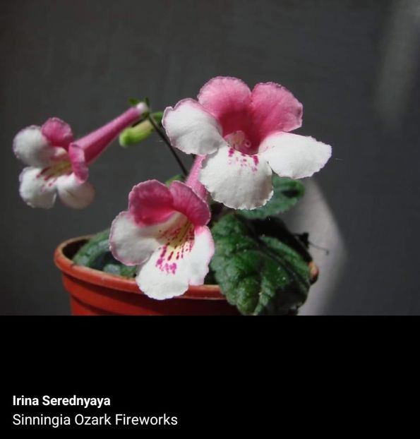  - Din gradina altor iubitori de floricele