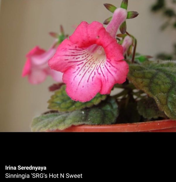  - Din gradina altor iubitori de floricele